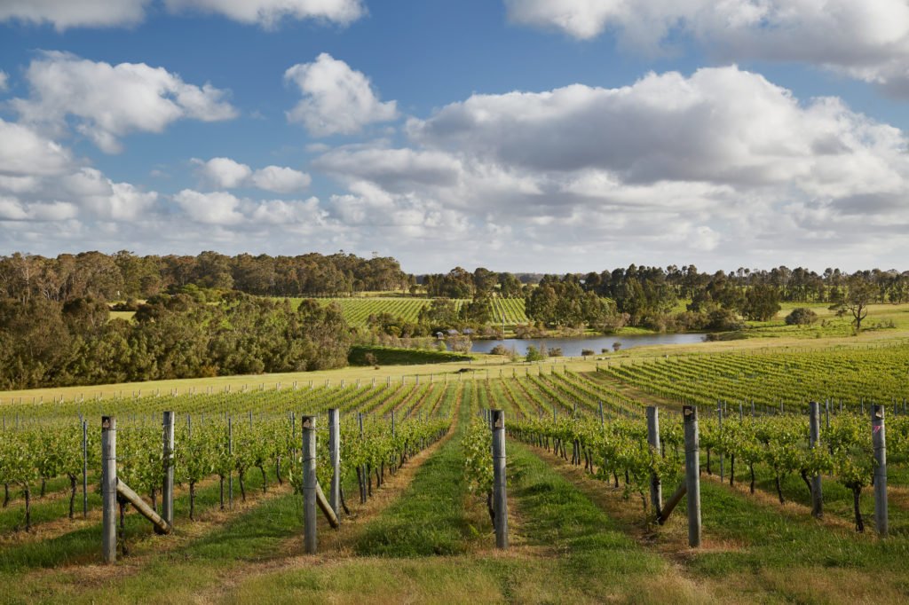 Victory Point Vineyard View from Cellar Door